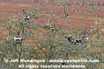Willow Ptarmigan pictures