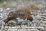 Willow Ptarmigan pictures