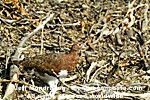 Willow Ptarmigan photos