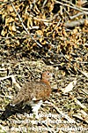 Willow Ptarmigan photos