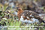 Willow Ptarmigan pictures
