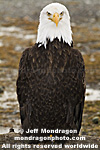 Bald Eagle images