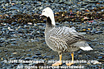 Emperor Goose photos
