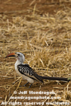 Red-Billed Hornbill pictures