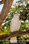 Yellow-crested Cockatoo pictures