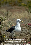 Western Gull pictures