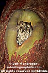 Western Screech owl  photos