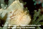 Leaf Scorpionfish images