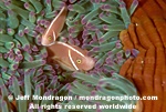 Pink Anemonefish images