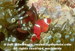 Spine-cheek Anemonefish pictures