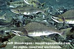 Pink Salmon images