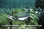 Pink Salmon pictures