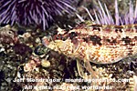 Island Kelpfish images
