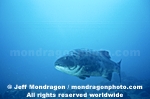 Giant Sea Bass images