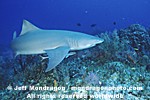 Lemon Shark pictures
