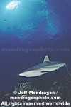 Caribbean Reef Shark pictures