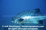 Giant Sea Bass images