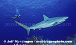 Caribbean Reef Shark photos