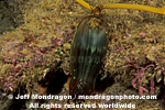 Swell Shark egg case pictures