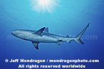 Caribbean Reef Shark images