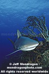 Caribbean Reef Shark pictures