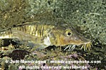 Sturgeon Poacher pictures