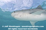 Tiger Shark images