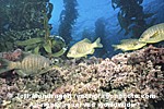 Black Surfperch images