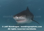 Tiger Shark images