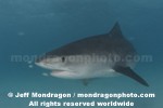 Tiger Shark images