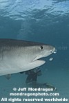 Tiger Shark photos