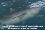 Tiger Shark photos
