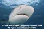 Tiger Shark pictures