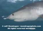 Tiger Shark photos