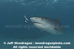 Tiger Shark photos