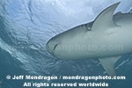 Tiger Shark pictures
