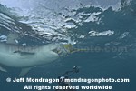 Tiger Shark images