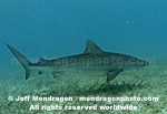 Tiger Shark images
