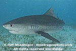 Tiger Shark pictures