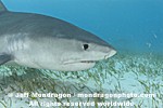 Tiger Shark pictures