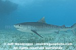 Tiger Shark photos