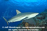 Caribbean Reef Shark pictures