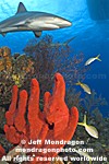 Caribbean Reef Shark images