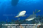 Caribbean Reef Sharks photos