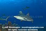 Caribbean Reef Sharks pictures