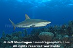 Caribbean Reef Shark photos