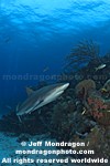 Caribbean Reef Shark pictures