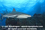 Caribbean Reef Shark pictures