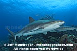 Caribbean Reef Shark photos