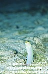 Yellowhead Jawfish photos